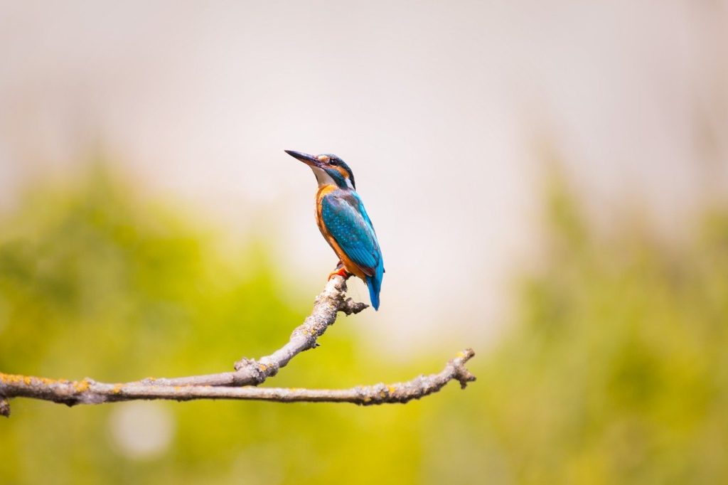 kingfisher, nature, branch
