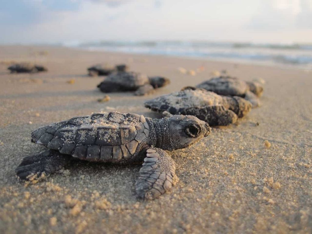 sea turtles, hatchlings, baby
