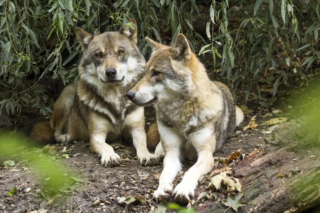 wolf, canis lupus, european wolf
